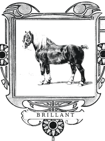 Medaillon van Brillant, Haras de Vollezeele
