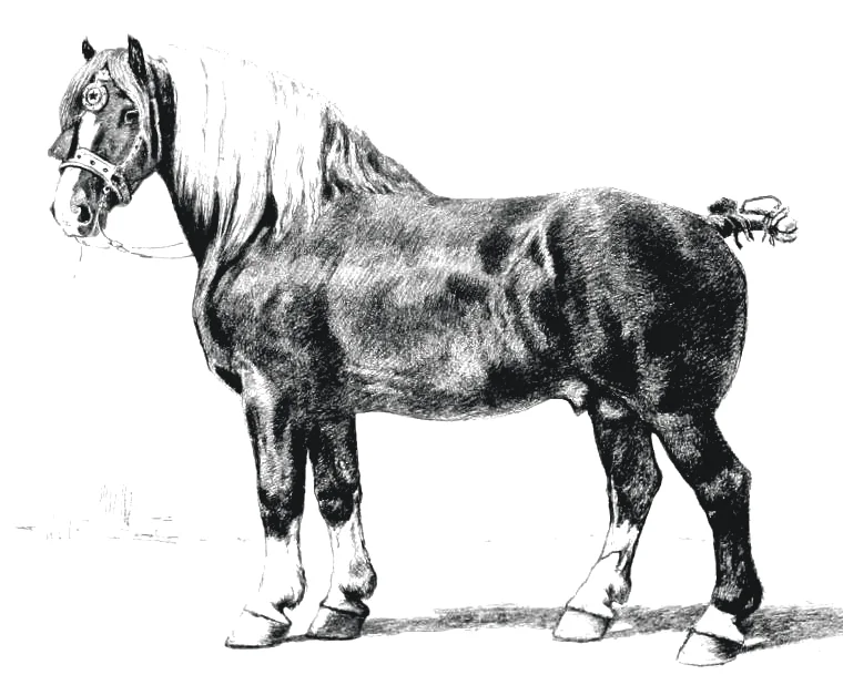 Tekening van Brillant, de trekpaardhengst van het Haras de Vollezeele